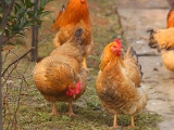 鸡所需的各种营养素的作用汇总