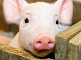 如何做好猪瘟的防治工作？猪瘟临床症状及流行特点和防治措施