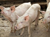 猪在断奶或猪育肥时不长膘怎么办？