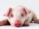 猪缺乏维生素A会有什么后果？原来这么严重！